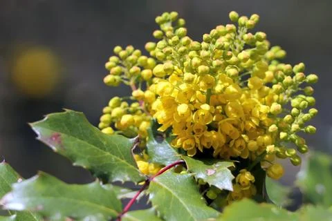 Oregon Grape in Bloom Stock Photos