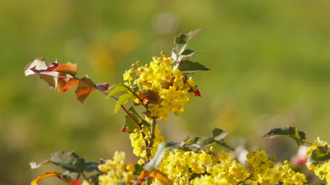 Oregon grape blossom in spring breeze,yellow, 4k Stock Footage 253689197
