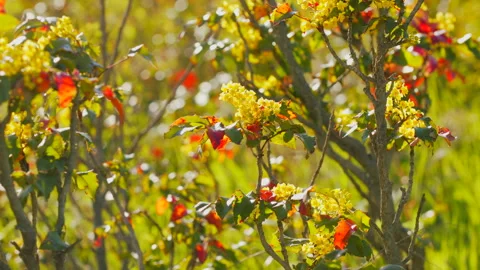 Oregon grape bush in bloom in spring, yellow, 4k Video stock 253689166