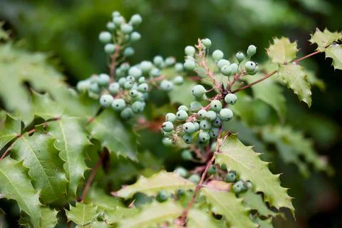 Oregon Grape Fruit Foto stock