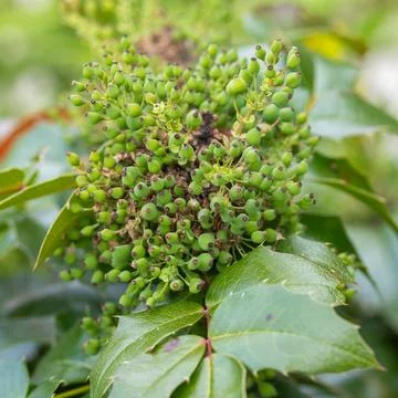 Oregon grape mahonia aquifolium developing green berries Stock Photos