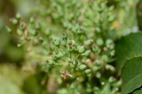 Oregon grape Stock Photos
