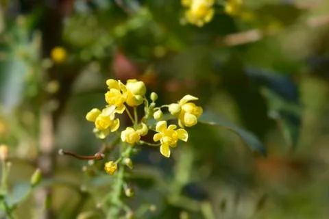 Oregon grape Stock Photos