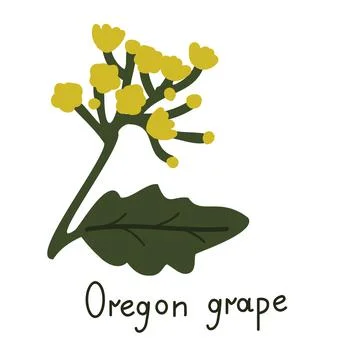 Oregon grape vector flower Stock Illustration