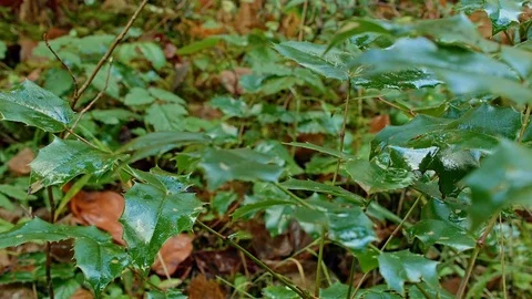 Oregon grape wet forest floor McKenzie River Valley Oregon 47 Stock Footage 81836073