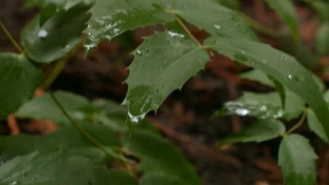 Oregon grape Wet Rainy Cascade Mountain Oregon Forest in Spring Stock Footage 81836271