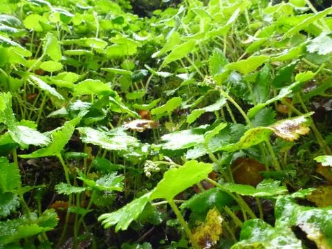 Oregon Greenery Stock Photos