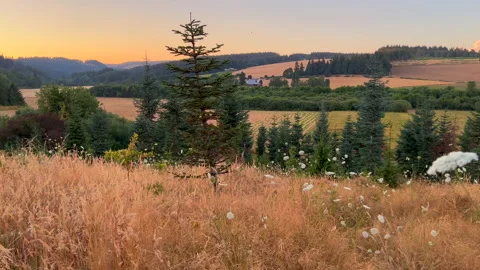 Oregon hills Stock Footage 205532994