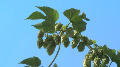 Oregon hops Stock Footage 24686886