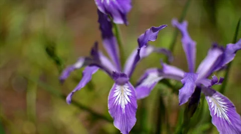 Oregon irises Stock Footage 30367028