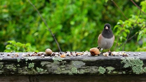Oregon Junco Stock Footage 48872425