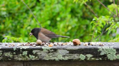 Oregon Junco Stock Footage 48872652