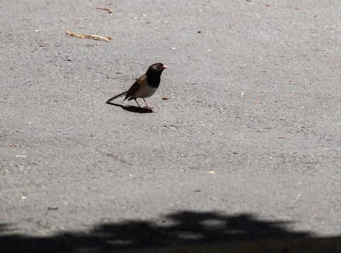 An Oregon Junco on the pavement Stock Photos