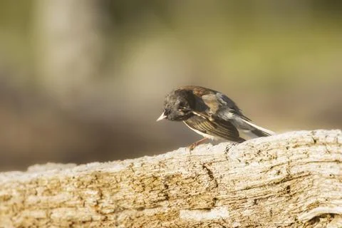 Oregon Junco scratching its head in northern California Stock Photos