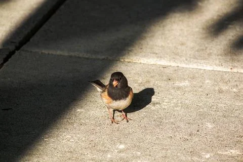An Oregon Junco on the sidewalk. Stock Photos