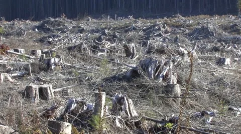 Oregon Land Use Stumps Logging Clearcutting Fall Stock Footage 43150286