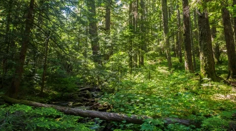 Oregon Lush Forest 642 Stock Footage 41227485