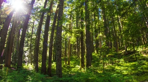 Oregon Lush Forest 645 스톡 동영상 41237468