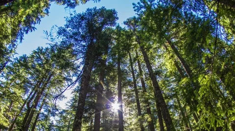 Oregon Lush Forest Stock Footage 56286717