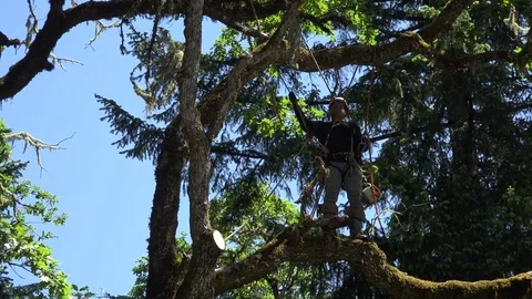 Oregon man in an oak tree zoom in Stock Footage 82455694