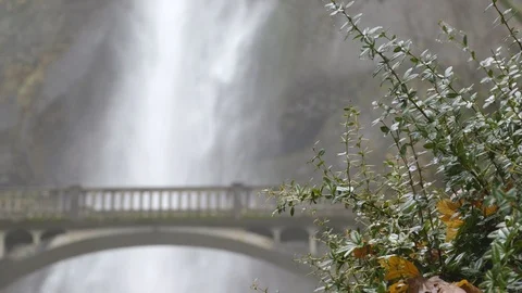 Oregon Multnomah Falls Focus Pull Shot From Foliage Towards Waterfall Stock Footage 126700787