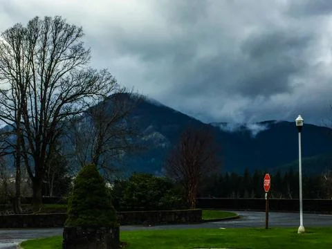 Oregon Oak Trees Stock Photos