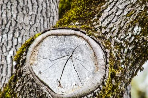 Oregon Oak Trees Stock Photos