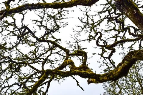 Oregon Oak Trees Stock Photos
