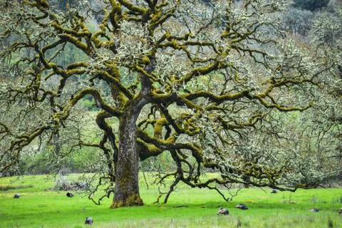 Oregon Oak Trees Stock Photos