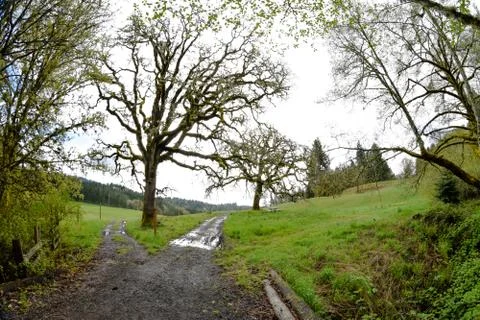 Oregon Oak Trees Stock Photos