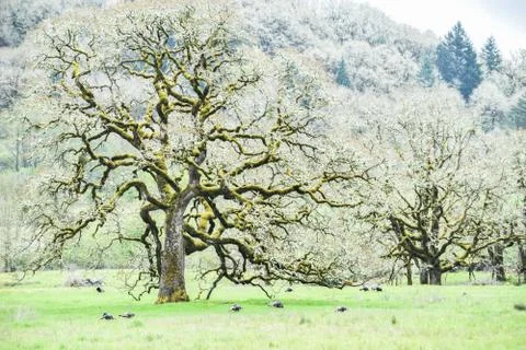 Oregon Oak Trees Stock Photos