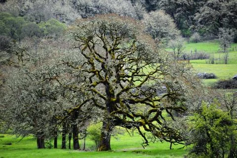 Oregon Oak Trees Stock Photos