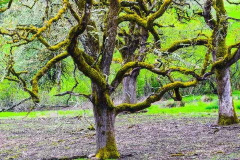 Oregon Oak Trees Stock Photos