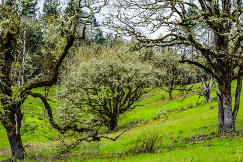 Oregon Oak Trees Stock Photos