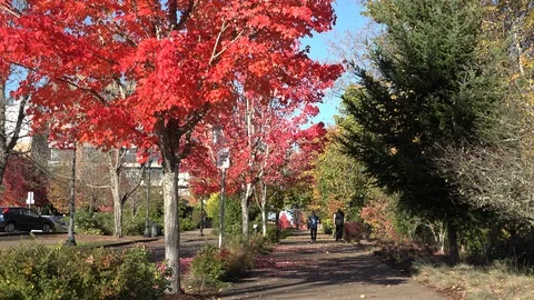 Oregon people on a fall sidewalk Stock Footage 89453889