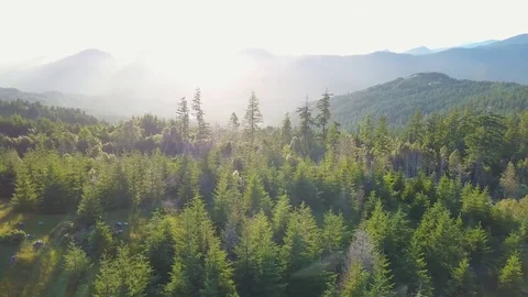 Oregon Pine Forest Aerial Stock Footage 77559095