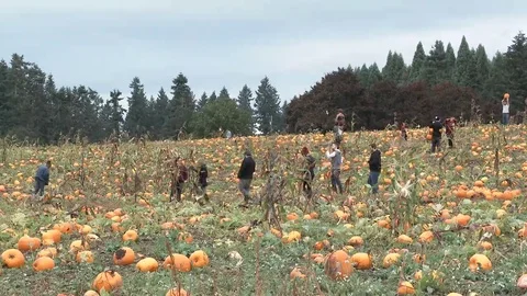 Oregon Pumpkin Patch People Video stock 69140863