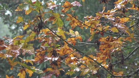Oregon rain on fall leaves pan and zoom Stock Footage 80440669