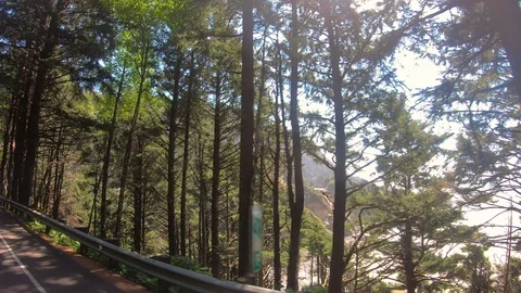 Oregon Redwood Trees Stock-Footage 117063376