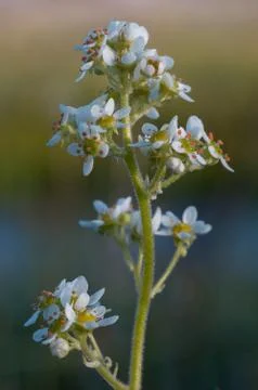 Oregon Saxifrage Stock Photos