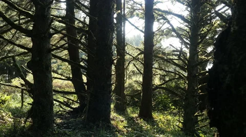 Oregon spruce forest trees at coast 4k Video stock 41390919