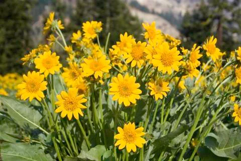 Oregon Sunshine Stock Photos