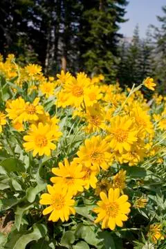 Oregon Sunshine Stock Photos