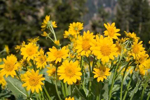 Oregon Sunshine 스톡 사진