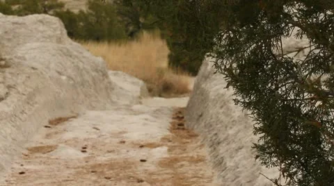 Oregon Trail wagon ruts with cedar branch in foreground Stock Footage 10923613