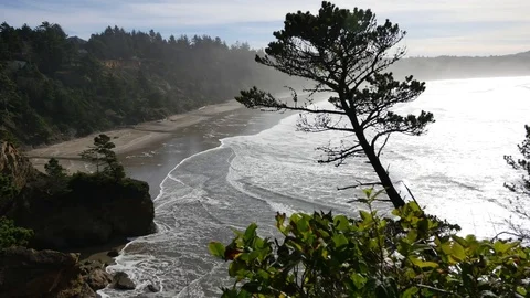 Oregon tree leans into coastal view Stock Footage 80306979