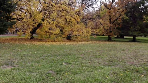 Oregon trees in the fall ground to sky shot Stock Footage 126978847
