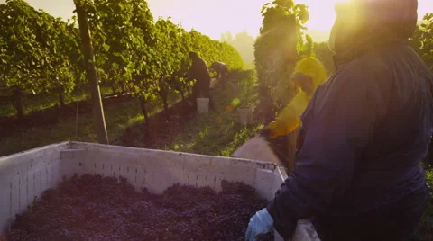 Oregon, USA - October 4, 2013: Harvesting wine grapes in vineyard. Shot on RED Video stock 47411771