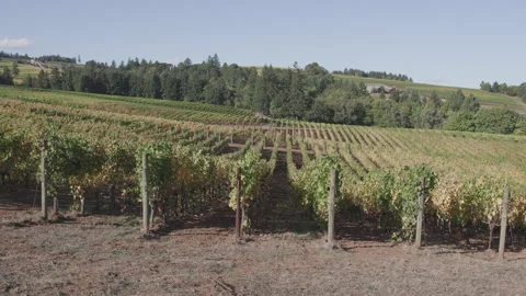 Oregon vineyard on a breezy day, static shot Video stock 332255472