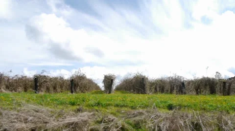 Oregon Vineyard Drive Car (Backround Plate) Stock Footage 22579502